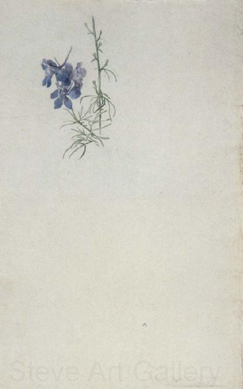 Julius Schnorr von Carolsfeld Study of Larkspur